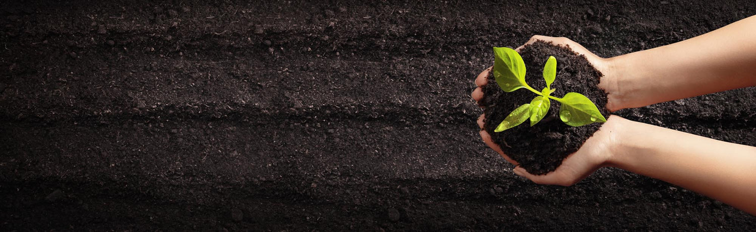 Hands in the dirt holding a pile of soil with a seedling growing in the middle
