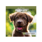 2027 puppies calendar 12 months featuring january 2027 to december 2027 12x12 size