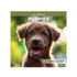 2027 puppies calendar 12 months featuring january 2027 to december 2027 12x12 size