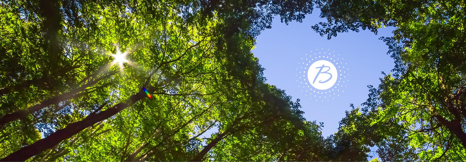 A forest canopy with a heart-shaped clearing with the Blue Sky logo in the middle
